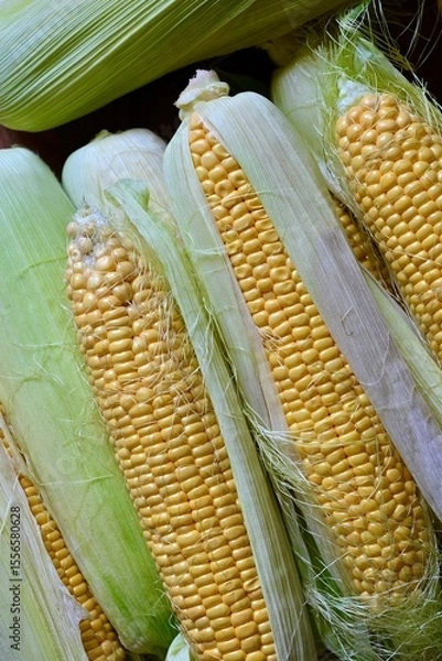 Fototapeta A pile of fresh organic corn. Fresh harvest. View from the top.