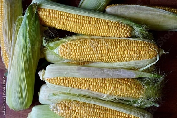 Fototapeta A pile of fresh organic corn. Fresh harvest. View from the top.