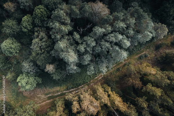 Obraz Aerial view of a dense deciduous and coniferous forest, divided by a winding forest path, showing contrasting cold and warm colors of nature