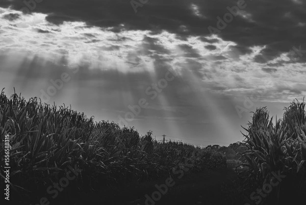Obraz A dramatic view of the black and white landscape with the sun's rays breaking through the clouds over a field of tall plants, creating a mystical atmosphere