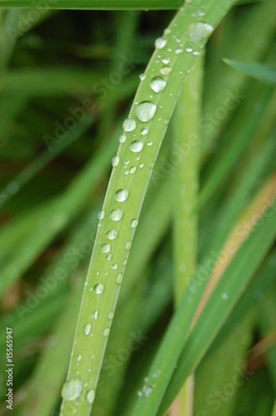Fototapeta Iris d'eau