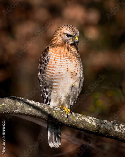 Obraz Red Shouldered Hawk on the prowl