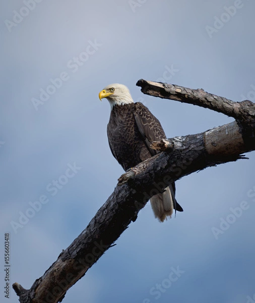 Obraz bald eagle on tree branch