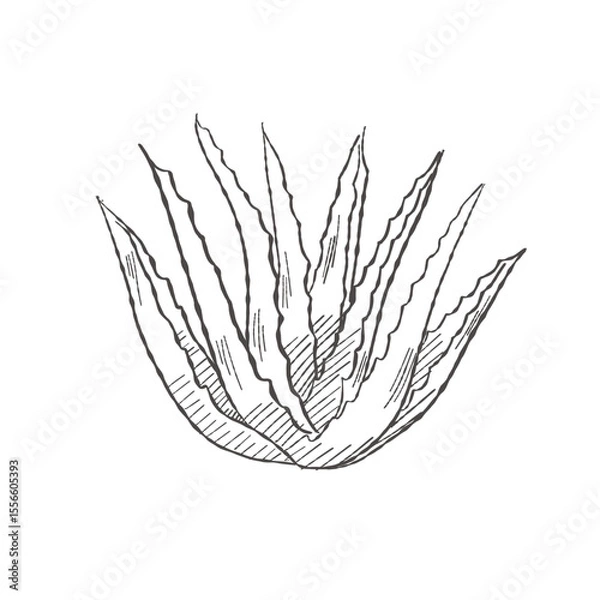 Fototapeta Vector illustration cartoon of Aloe Vera plant representing a cosmetic ingredient isolated as a clean design element for packaging and branding