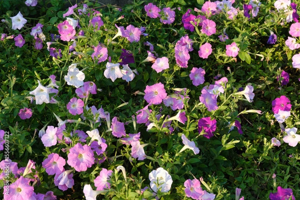 Obraz ペチュニアの花群