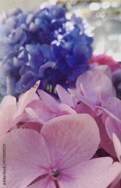 Fototapeta Close-up of Blue and Pink Hydrangea Petals