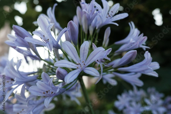 Obraz アガパンサスが満開