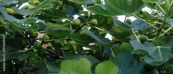 Fototapeta イチジクの実がたくさん