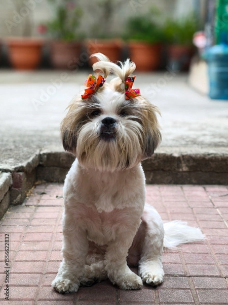Obraz Shih Tzu Puppy