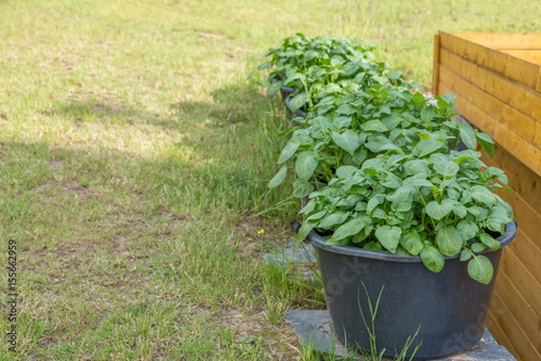 Fototapeta Potato trees plated on black buckets on natural stones with grass lawn and a shed as background