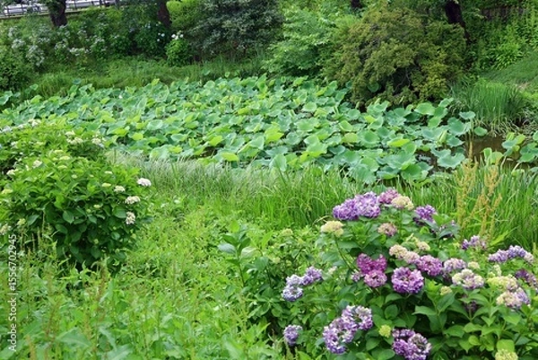 Fototapeta June 28, 2025, Morioka, Iwate Prefecture, Japan.View of the area around Sakurayama Shrine and plants such as butterbur.