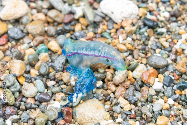 Fototapeta カツオノエボシ