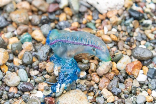 Obraz カツオノエボシ