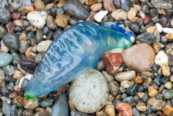 Fototapeta カツオノエボシ