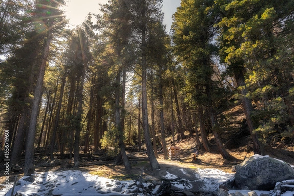 Obraz Sunlit forest with lingering snow and tall evergreens