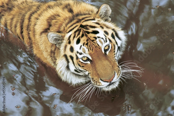 Obraz tiger in the taiga stream