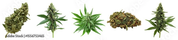 Obraz Different Varieties of Cannabis Plants Displayed on White Background, PNG bundle collection, Isolated on Transparent Background