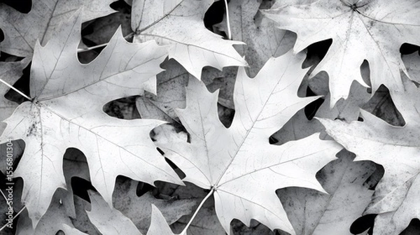 Fototapeta Black and White Maple Leaves Autumn Background Texture