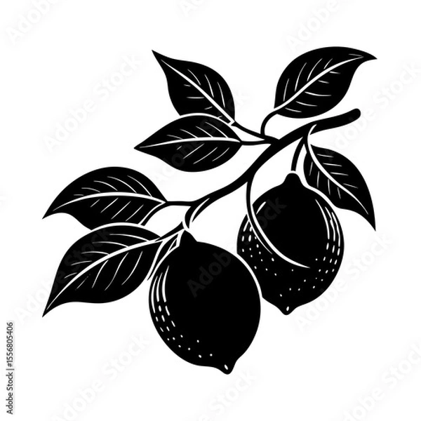 Fototapeta vector illustration of an apple Silhouette with a transparent background