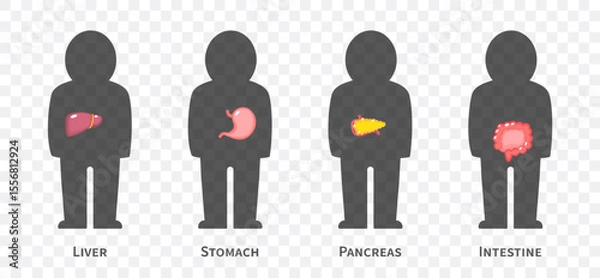 Fototapeta The human body systems cartoon illustration Set 2 of 3. Includes hepatobiliary , gastrointestinal or digestive system . Isolated transparent background . Vector .