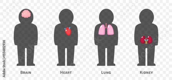 Fototapeta The human body systems cartoon illustration Set 1 of 3. Includes nervous, cardiovascular, respiratory and urinary system . Isolated transparent background . Vector .