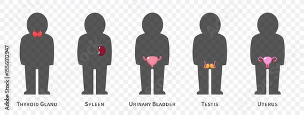 Fototapeta The human body systems cartoon illustration Set 3 of 3. Includes Thyroid gland , spleen, urinary bladder, reproductive system . Isolated transparent background . Vector .