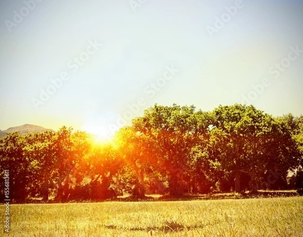 Fototapeta Mature deciduous tree line is glowing in flat design dry grass, with sunburst and lens flare