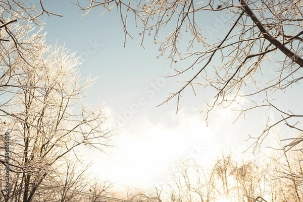 Obraz Low angle of bare tree on a sunny day