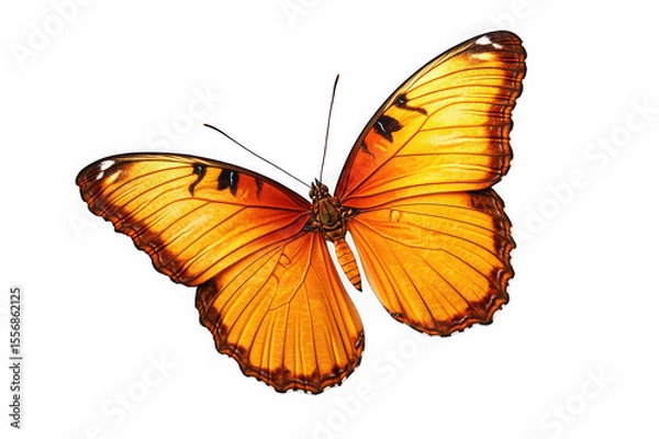 Obraz Vibrant Orange Butterfly in Flight A Stunning Close-Up