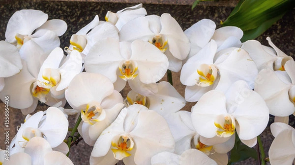 Fototapeta Phalaenopsis orchid branch, gorgeous cascading cluster of white flowers with yellow core