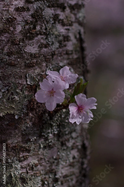 Obraz 樹の幹に咲く桜