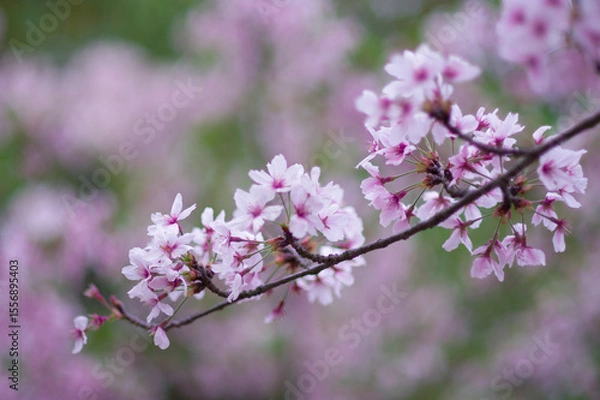 Obraz 一房の桜の枝の写真