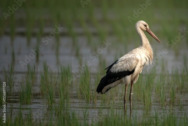 Obraz Asian openbill stork in a rice paddy