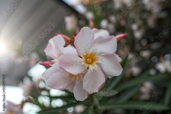 Obraz Delicate pink nerium oleander blossoms in sunlight