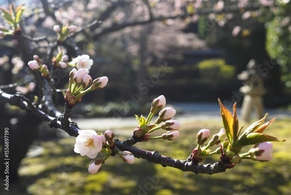 Obraz Delicate pink cherry blossoms in bloom