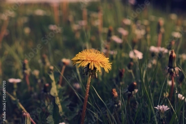 Obraz Single dandelion in a field of wildflowers