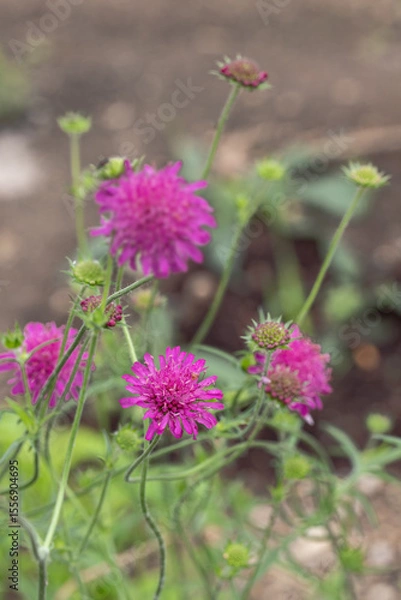 Fototapeta Dark-pink blossoms of the Macedonian scabious (Knautia macedonica).