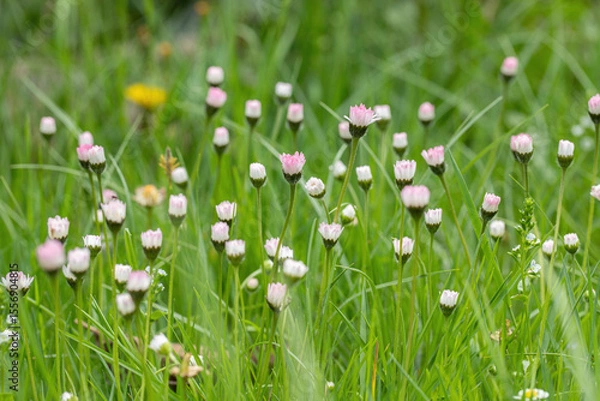 Fototapeta Group of daisy flowers with closed blossoms growing in an unmown lawn (Bellis perennis).
