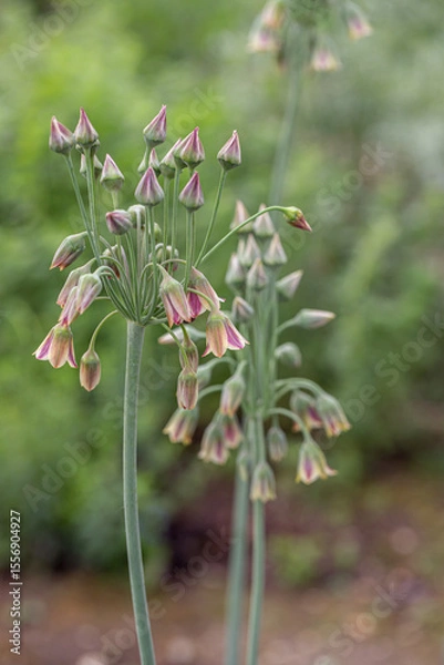 Fototapeta Sicilian honey garlic (Allium siculum) in bloom.