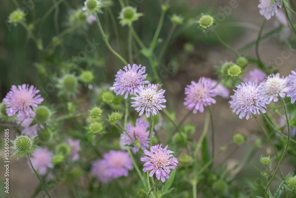 Fototapeta Light-purple field scabious (Knautia arvensis) blossoms.