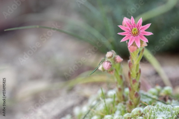 Fototapeta Hermaphrodite housleeks blossom (Sempervivum). Space for your text.