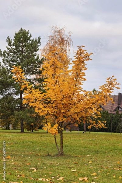 Obraz Bright yellow maple tree stands out against cloudy sky in a park
