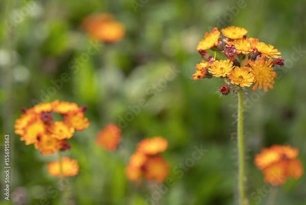 Fototapeta Blooming orange hawkweed (Hieracium aurantiacum). Copyspace.