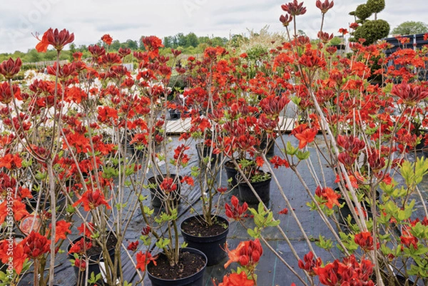 Obraz The blooms of the azalea parkfeuer the sales center in spring