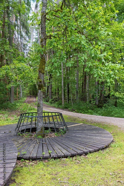 Obraz Wooden circular platform around a tree in a serene forest setting during the day