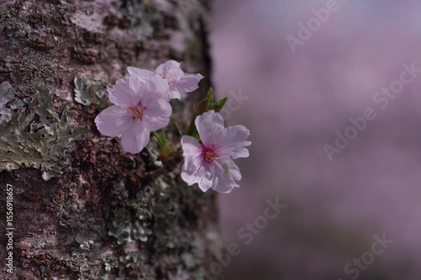 Obraz 幹に咲く桜の花