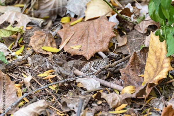 Fototapeta An example of protective coloration in butterflies (Lepidoptera): a daytime butterfly sits on the ground among dry leaves with folded wings, the underside of its wings has a protective coloration.