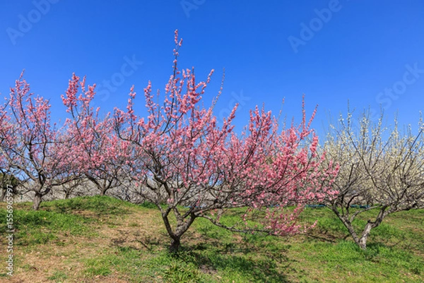 Fototapeta ピンク色の花梅
