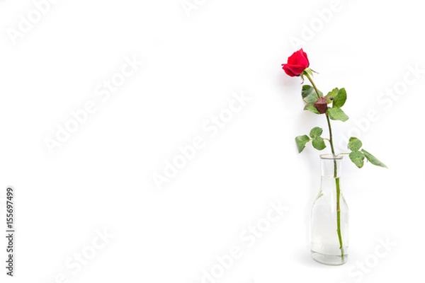 Obraz a red rose in a glass bottle isolated on white background, an idea of inviting card, greeting, valentine day  
