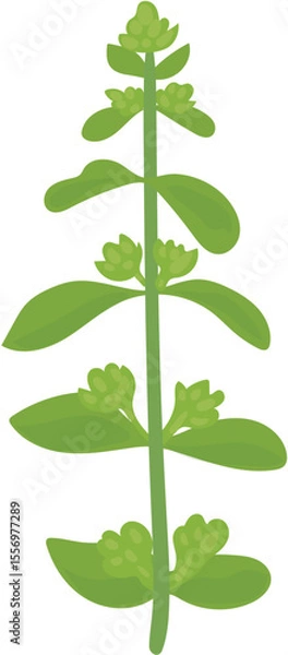 Obraz green leaf isolated on white background